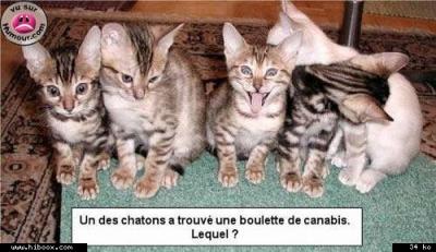 chat dopé