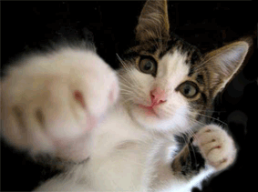mdr le chat